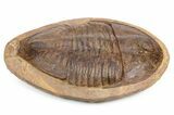 Bargain, Large, Asaphid (Basilicus) Trilobite - Morocco #258635-2